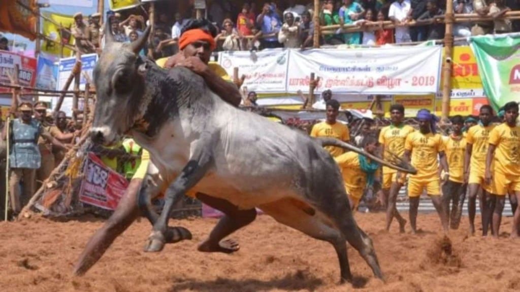 Jallikattu: તમિલનાડુમાં જલ્લીકટ્ટુ દરમિયાન 7ના મોત, 400થી વધુ ઘાયલ