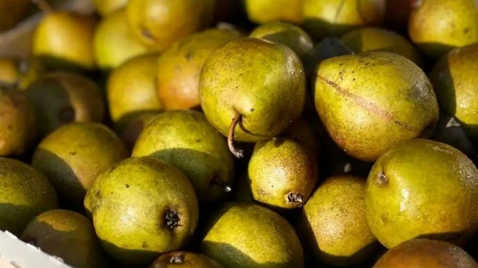 <strong>નાશપતી :</strong> નાશપતીનો નવો પાક શિયાળાની ઋતુમાં આવે છે. આ સિઝનમાં તેનું ખૂબ સેવન કરવામાં આવે છે. નાસપતીનું એન્ટીઑકિસડન્ટ, વિટામિન E અને C જેવા સુજન વિરોધી ગુણોથી સમૃદ્ધ છે. તે રોગપ્રતિકારક શક્તિને મજબૂત બનાવે છે અને ઘણી સમસ્યાઓથી પણ રાહત આપે છે. (Photo Source: Pexels)