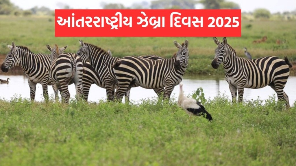 International Zebra Day 2025 : આંતરરાષ્ટ્રીય ઝેબ્રા દિવસ કેમ મનાવવામાં આવે છે, જાણો ઇતિહાસ અને મહત્વ