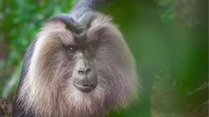 Anakkatti, અનાક્કટ્ટી : એનેકટ્ટી એ યરકૌડનું એક સુંદર ગામ છે જે વન્યજીવ પ્રેમીઓ અને ટ્રેકિંગના શોખીનો માટે ઉત્તમ સ્થળ છે. આ સ્થળ કુદરતી સૌંદર્ય અને જૈવવિવિધતાથી ભરપૂર છે. અહીં તમે વિવિધ પ્રકારના વન્યજીવન જોઈ શકો છો અને કુદરતી વાતાવરણમાં સમય વિતાવી શકો છો.(photo - tamilnadu tourism)