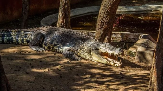 Yercaud Park, યેરકૌડ પાર્ક, યેરકૌડ પાર્ક શહેરની મધ્યમાં સ્થિત છે અને એક સુંદર સ્થળ છે જ્યાં તમે પરિવાર સાથે સમય વિતાવી શકો છો. આ પાર્કમાં વિવિધ પ્રકારના ફૂલો અને છોડ છે અને બાળકોને રમવા માટે રમતગમતની સુવિધા પણ છે. આ સ્થળ બાળકો સાથે મુલાકાત લેવા માટે ખૂબ જ યોગ્ય છે. (photo - tamilnadu tourism)