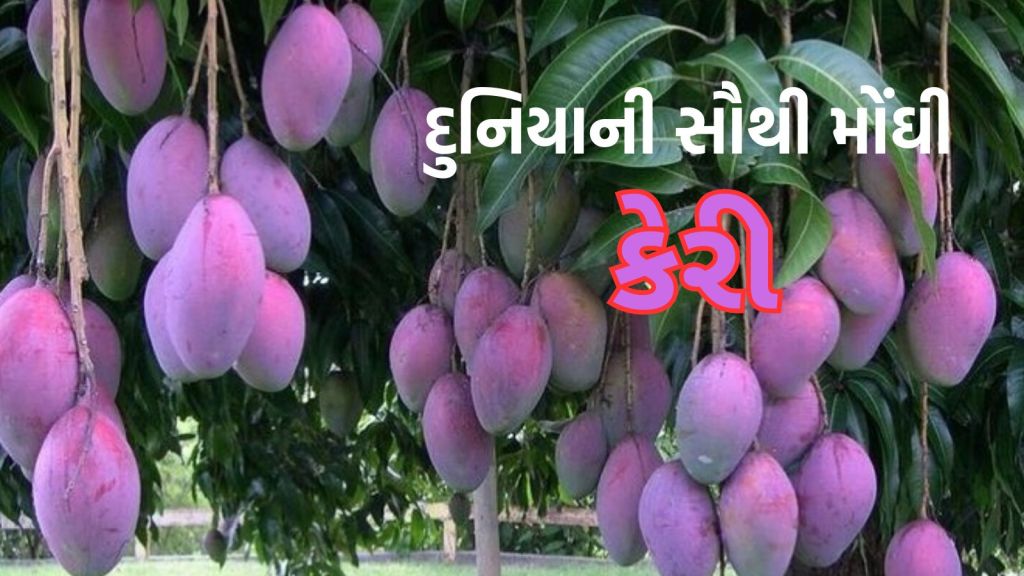Mango : દુનિયાની સૌથી મોંઘી કેરી, 1 કિલોની કિંમત 3 લાખ રૂપિયા, જાણો શું છે ખાસિયત