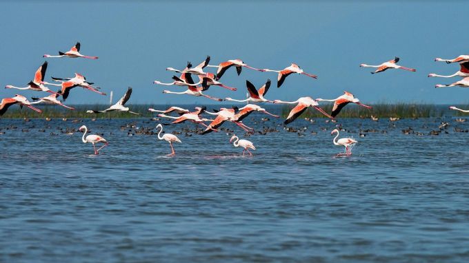 ઘાટકાઈ ટાપુ : ચિલિકા સરોવરમાં આવેલ ઘટકાઈ દ્વીપ એક પ્રસિદ્ધ પ્રવાસન સ્થળ છે. આ ટાપુ તેની પ્રાકૃતિક સુંદરતા અને અપ્રતિમ શાંતિ માટે જાણીતો છે. અહીંના સ્વચ્છ પાણી અને હરિયાળીમાં પ્રવાસીઓને અદ્ભુત અનુભવ મળે છે. આ ટાપુ પર તમે લીલાછમ બગીચા અને નાના બીચનો આનંદ માણી શકો છો.(Photo-Wikipedia)