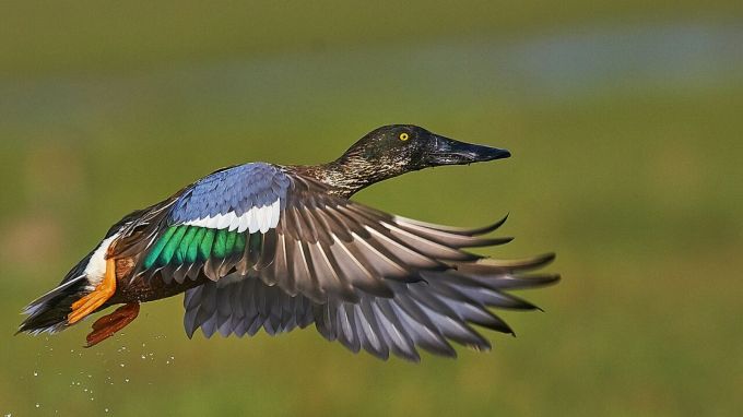 સિંહગઢ ટાપુ અને અન્ય ટાપુઓ : ચિલિકા ઝીલમાં અન્ય ઘણા નાના ટાપુઓ પણ આવેલા છે, જેમાંથી સિંહગઢ દ્વીપ ખૂબ જ પ્રખ્યાત છે. અહીં પ્રવાસીઓ બોટિંગનો આનંદ માણી શકે છે અને સ્થાનિક માછીમારોનું જીવન નજીકથી જોઈ શકે છે. સિંહગઢ દ્વીપ પર સ્થિત મંદિરો અને કિલ્લાઓનું પણ ઐતિહાસિક મહત્વ છે, જે આ સ્થળને વધુ ખાસ બનાવે છે.(Photo-Wikipedia)