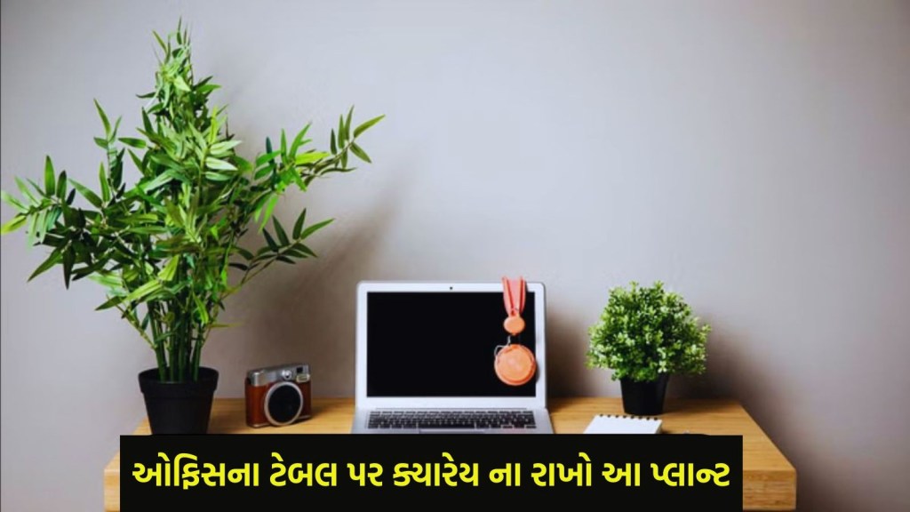ઓફિસ ડેસ્ક પર ના રાખો આ 4 છોડ, ગરીબી સાથે આવી શકે છે કેરિયરમાં અડચણ ઓફિસ ડેસ્ક પર ના રાખો આ 4 છોડ, ગરીબી સાથે આવી શકે છે કેરિયરમાં અડચણ