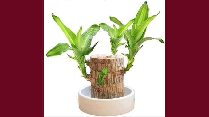 <strong>બ્રાઝિલિયન વુડ પ્લાન્ટ (Brazilian Wood Plant)</strong><br>આજકાલ બ્રાઝિલિયન લકી વુડ પ્લાન્ટ ઘણી ફેમસ થયા છે. તેને ઘરમાં લગાવવાથી વાતાવરણ શુદ્ધ થાય છે સાથે જ ભાગ્ય, સકારાત્મકતા આવે છે. ઘરમાં સુખ, શાંતિ, સમૃદ્ધિ અને સૌભાગ્યની પ્રાપ્તિ થાય છે. આ સાથે જ નકારાત્મક ઉર્જા ઘરની બહાર નીકળી જાય છે. વાસ્તુશાસ્ત્ર મુજબ આ છોડને તમે પૂર્વ કે દક્ષિણ-પૂર્વ દિશામાં મુકી શકો છો. (Photo: Social Media)