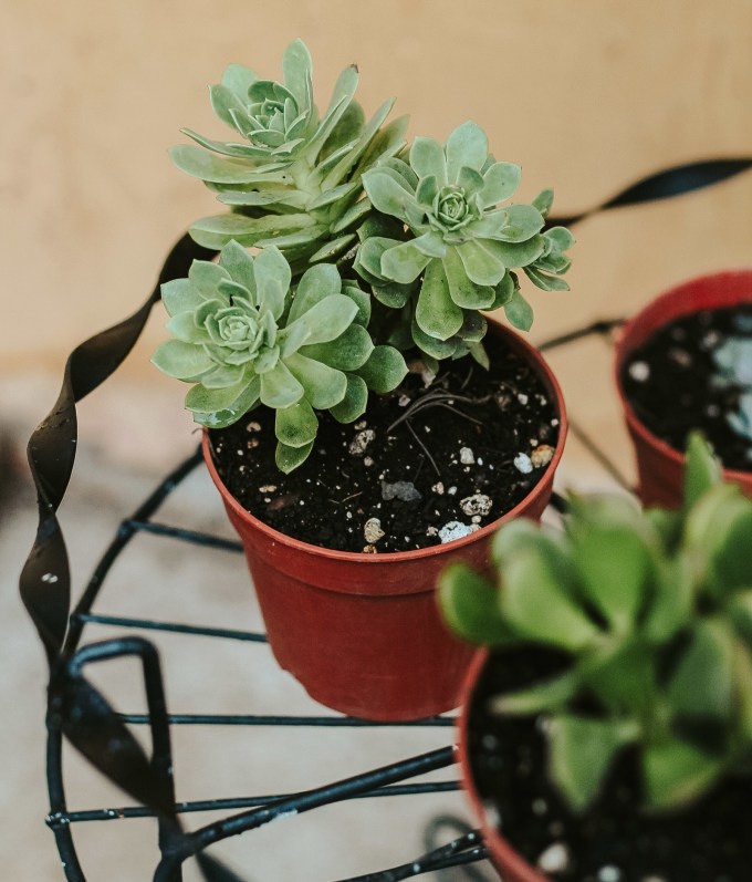 <strong>જેડ પ્લાન્ટ (Vastu Tips For Jade Plant)</strong><br>આજના સમયમાં મોટા ભાગના લોકો પોતાના ઘરમાં ઝેડ પ્લાન્ટ લગાવે છે. તેને કાસુલા પણ કહેવાય છે. તે સૌથી ભાગ્યશાળી છોડમાંથી એક માનવામાં આવે છે. તેને ઘરમાં યોગ્ય દિશામાં લગાવવાથી દેવી લક્ષ્મી ખૂબ પ્રસન્ન થાય છે. આ સાથે વાસ્તુ દોષોથી છુટકારો મળે છે. તેને ઘરના મુખ્ય પ્રવેશ દ્વાર પાસે મુકવું શુભ રહેશે. આ સિવાય તેને ઘરની ઉત્તર, પૂર્વ કે દક્ષિણ-પૂર્વ દિશામાં રાખી શકાય છે. આ સમૃદ્ધિ સાથે સંપત્તિને આકર્ષિત કરે છે. (Photo: Social Media)