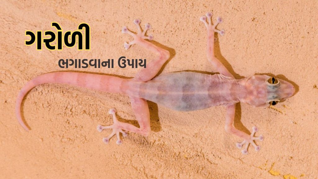 Lizard Repellent Tips: ગરોળી ભગાડવા રસોડાની ચીજો માંથી બનાવો ખાસ સ્પ્રે, સો ની સ્પીડે ઘર માંથી ભાગશે