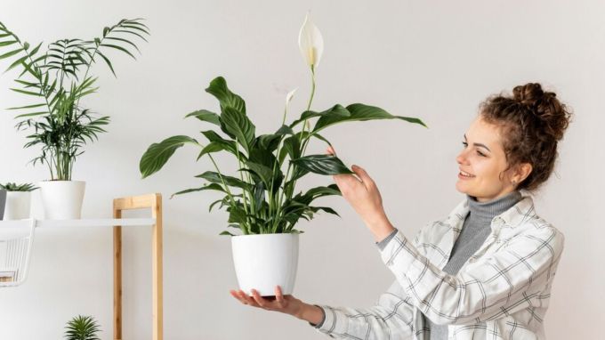 લીક પ્લાન્ટ માટે વાસ્તુ ટીપ્સ<br>વાસ્તુ શાસ્ત્ર અનુસાર ઘરમાં રહેલા છોડ માત્ર વાતાવરણને જ સારુ નથી બનાવતા પરંતુ નકારાત્મક ઉર્જાને પણ ઘરની બહાર રાખે છે. અહીં અમુક લકી પ્લાન્ટ વિશે જણાવી રહ્યા છીએ જેને ઘરમાં લગાવવાથી સુખ સમૃદ્ધિ, સૌભાગ્ય અને સંતુલન જળવાઈ રહેશે. આવો જાણીએ આ લકી પ્લાન્ટ વિશે (Photo: Freepik)