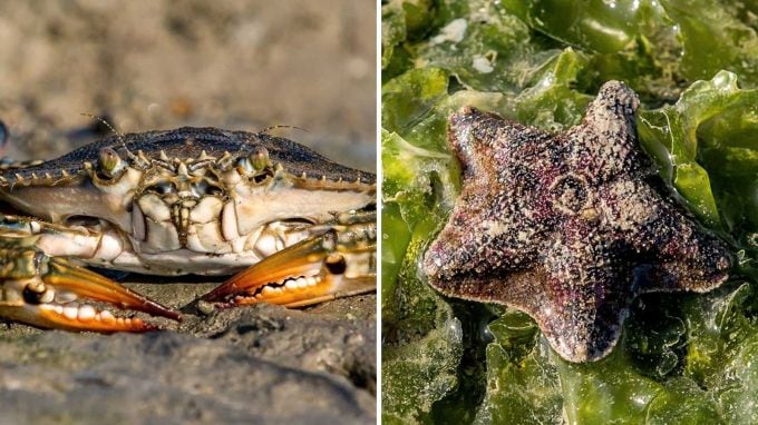 <strong>પિરોટન ટાપુ પર દરિયાઇ જીવો જોવાની તક</strong><br>પિરોટન ટાપુ પર ઓટ બાદ દરિયાના છિછર પાણી માંથી બહાર આવતા દરિયાઇ જીવોને નજીકથી જોવાની તક મળે છે. જેલી ફિશ, કુકુમ્બર ફિશ, કરચલા, કેક્ટર્સ જેવા દુર્લભ દરિયાઇ જીવ જોવા મળે છે. (Photo: Gujarat Tourism)