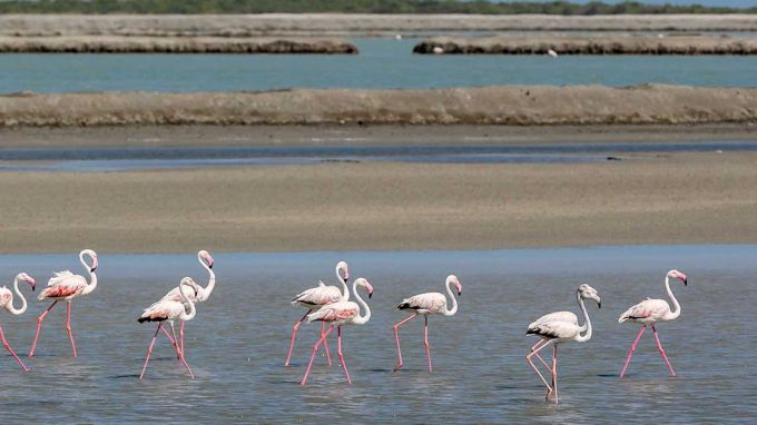 <strong>પિરોટન ટાપુ પ્રવાસી પક્ષીઓનું ઘર</strong><br>પિરોટન આઇલેન્ડ લગભગ 3 કિલોમીટર વિસ્તારમાં ફેલાયેલો છે. અહીં પ્રવાસીઓ અરબ સાગરની લહેરને નજીકથી જોઇ શકે છે. આ ટાપુ પ્રવાસી પક્ષીઓનું ઘર છે. (Photo: Gujarat Tourism)