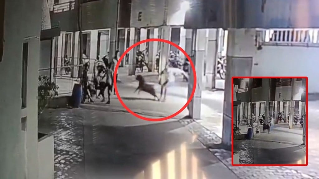 અમદાવાદમાં પાલતું શ્વાને કાળો કેર વર્તાવ્યો, 4 મહિનાની બાળકી પર હિંસક હુમલો કરતા મોત