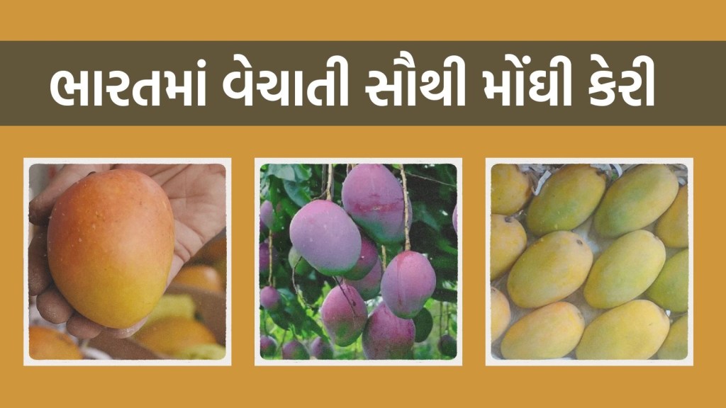 આ છે ભારતમાં વેચાતી સૌથી મોંઘી કેરી, આ કેરી પ્રતિ કિલો રૂ. 2,50,000 માં વેચાય