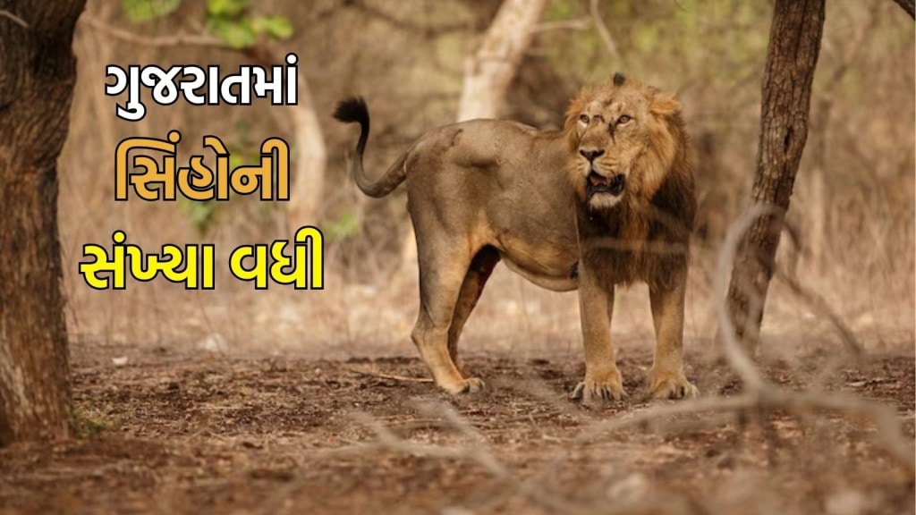 ગુજરાતમાં સિંહની સંખ્યા વધીને 891 થઈ, CM ભૂપેન્દ્ર પટેલે 16મી સિંહ વસ્તી ગણતરીના આંકડા કર્યા જાહેર ગુજરાતમાં સિંહની સંખ્યા વધીને 891 થઈ, CM ભૂપેન્દ્ર પટેલે 16મી સિંહ વસ્તી ગણતરીના આંકડા કર્યા જાહેર