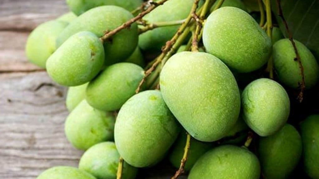 કાચી કેરીથી બનાવો આ ચટપટી વાનગીઓ, સ્વાસ્થ્ય માટે પણ ફાયદાકારક કાચી કેરીથી બનાવો આ ચટપટી વાનગીઓ, સ્વાસ્થ્ય માટે પણ ફાયદાકારક