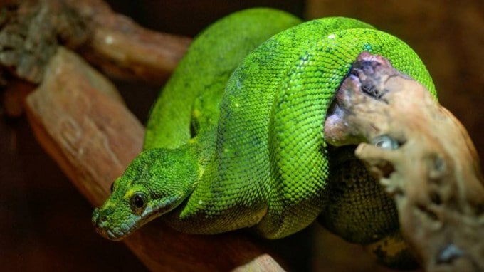 શોધાયેલ નવો નોર્ધન ગ્રીન એનાકોન્ડા સાપ 26 ફૂટ લાંબો છે. તેનું વજન 500 કિલો છે. તે અત્યાર સુધીનો સૌથી મોટો સાપ છે. (Photo: Pexels)