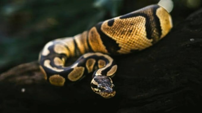 વૈજ્ઞાનિકોએ આ શોધ એવા સમયે કરી છે જ્યારે એમેઝોન જંગલ ખૂબ જ જોખમમાં છે. અહીં જંગલનો વિચ્છેદ, પ્રદૂષણ અને આબોહવા પરિવર્તન ઇકોસિસ્ટમને નુકસાન પહોંચાડી રહ્યા છે. આવી સ્થિતિમાં એનાકોન્ડા જેવી પ્રજાતિઓ જોખમમાં છે. (Photo: Pexels)