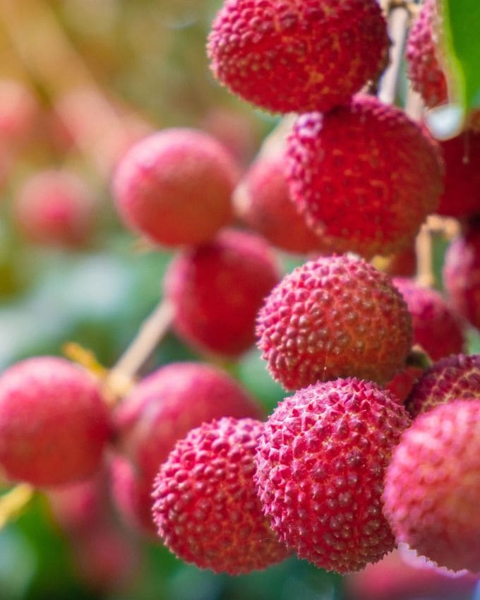 લીચીમાં હાઈપોગ્લાયકેમિક ગુણધર્મો હોય છે પરંતુ સંતુલિત આહાર સાથે, તેનું સેવન સલામત છે. સામાન્ય રીતે પાકેલા લીચીમાં હાઈપોગ્લાયકિન નામનું કુદરતી રીતે બનતું એમિનો એસિડ ડેરિવેટિવ હોય છે જે શરીરની ગ્લુકોઝ ઉત્પન્ન કરવાની ક્ષમતાને અટકાવે છે, જેના કારણે હાઈપોગ્લાયકેમિઆ (લો બ્લડ સુગર) થાય છે. તેથી ખાલી પેટે પાકેલા લીચી ન ખાઓ.