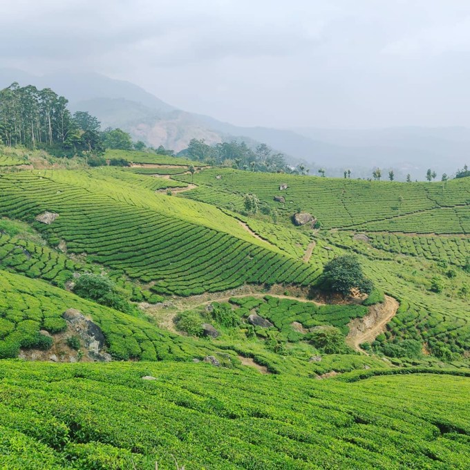 <strong>મુન્નાર : Munnar</strong><br>મુન્નાર કેરળના સૌથી સુંદર હિલ સ્ટેશનો પૈકીનું એક છે. આ હિલ સ્ટેશનને સૌથી વધુ કપલ્સ હનિમૂન ડેસ્ટિનેશન માટે પસંદ કરે છે. ત્રિશુર શહેરથી ગભઘ 152 કિમી આવેલા મુન્નાર હિલ સ્ટેશન પર મટ્ટુપેટ્ટી ડેમ, પોથામેડુ વ્યૂ પોઇન્ટ અને ટી મ્યુઝિયમ જેવા ઘણા સ્થળો ફરવા લાયક છે. (Photo: Social Media)