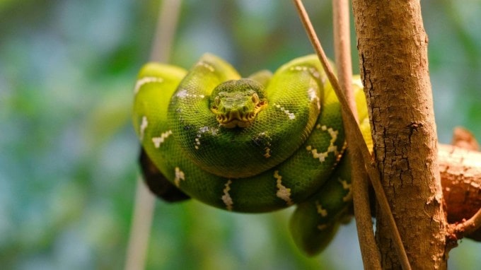 ડાયવર્સિટી જર્નલમાં પ્રકાશિત એક અહેવાલમાં જણાવાયું છે કે નોર્ધન ગ્રીન એનાકોન્ડા અને સધર્ન ગ્રીન એનાકોન્ડા વચ્ચે 5.5 ટકા આનુવંશિક તફાવત છે. આ તફાવત 10 મિલિયન વર્ષો પહેલા થયો હતો અને આ તફાવત મનુષ્યો અને ચિમ્પાન્ઝી વચ્ચેના બે ટકાના તફાવત કરતાં વધુ છે. (Photo: Pexels)