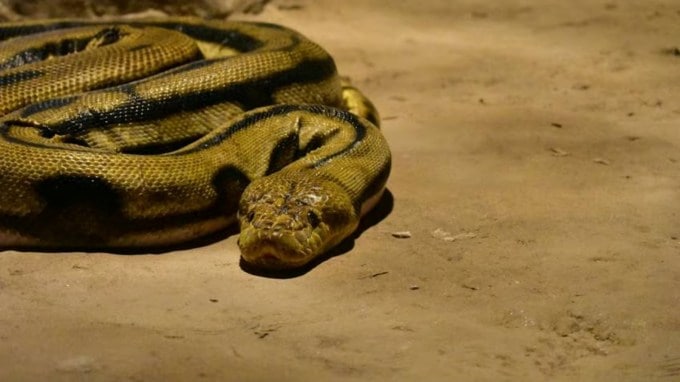 સમગ્ર દુનિયામાં સાપની લગભગ 3,971 પ્રજાતિઓ જોવા મળે છે અને આમાંથી લગભગ 600 પ્રજાતિઓ ઝેરી છે. વિશ્વના વિવિધ દેશોમાં વિવિધ પ્રકારના સાપ જોવા મળે છે. કેટલાક ઝેરી હોય છે અને કેટલાક ઓછા ઝેરી હોય છે. (Photo: Unsplash)