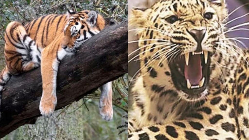 વાઘ વિ દીપડો : બન્નેની લડાઈમાં કોણ જીતશે? જાણો અહીં
