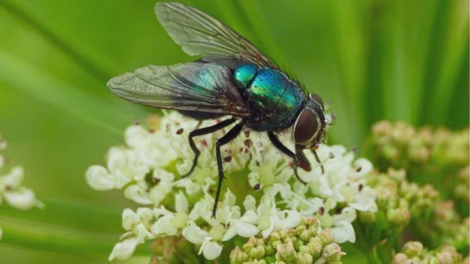 સૌથી ઝડપી પ્રતિક્રિયાત્મક દ્રષ્ટિ: જંતુઓ (Insects) : માનવ આંખો દર સેકન્ડે લગભગ 60 ફ્રેમ્સ જોઈ શકે છે, પરંતુ માખીઓ અને મચ્છર જેવા ઘણા જંતુઓ દર સેકન્ડે સેંકડો ફ્રેમ્સ પ્રક્રિયા કરી શકે છે. તેથી જ્યારે આપણે માખીને મારવાનો પ્રયાસ કરીએ છીએ, ત્યારે તે આપણને તે પહેલાં જુએ છે અને ઉડી જાય છે.(photo- freepik)