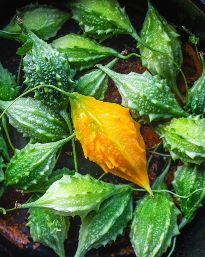 <strong>કારેલા ટીક્કી રેસીપી (karela tikki recipe in gujarati) : </strong>આ પૌષ્ટિક કારેલા ટિક્કી (Karela Tikki) કારેલા, ડુંગળી, બેસન, પનીર અને મસાલાના ગુણોથી ભરપૂર છે. કારેલા ટિક્કી એક સ્વસ્થ નાસ્તો છે જેનો આનંદ વજન ઘટાડવાના આહાર તેમજ <a href="https://gujarati.indianexpress.com/about/diabetes/" data-type="link" data-id="https://gujarati.indianexpress.com/about/diabetes/">ડાયાબિટીસ</a> ના આહારમાં લઈ શકાય છે. આ સ્વાદિષ્ટ પેન ફ્રાઈડ ટિક્કી તમારી મનપસંદ ચટણી સાથે માણી શકાય છે,જાણો <a href="https://gujarati.indianexpress.com/about/recipe/" data-type="link" data-id="https://gujarati.indianexpress.com/about/recipe/">રેસીપી</a>