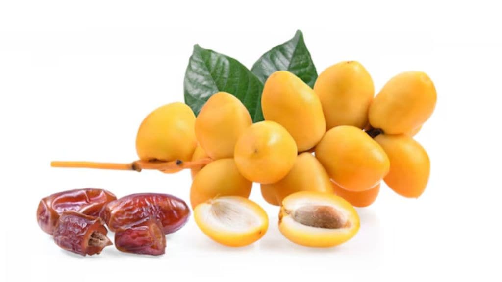 fresh dates benefits in gujarati । ખલેલા ખાવાના ફાયદા