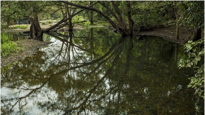 પોલોના જંગલોમાં આપ એક દિવસનો પ્રવાસ માણી શકો છો. બારેય મહિના તમે પોલોના જંગલોમાં આવી શકો છો. ચોમાસામાં આપ અહીં આવશો તો આપને પ્રકૃતિ તેના સોળે કળાએ ખીલેલી દેખાશે. જેને જોઇને આપનું મન પણ પ્રકુલિત થઈ જશે. (photo-gujarattourism)