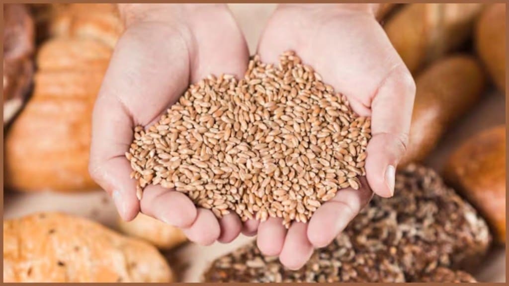 વરસાદ આવતા જ ઘઉંમાં પડવા લાગે છે જીવાત, આ 5 દેશી ઉપાયો અજમાવો આસપાસ પણ નહીં ભટકે વરસાદ આવતા જ ઘઉંમાં પડવા લાગે છે જીવાત, આ 5 દેશી ઉપાયો અજમાવો આસપાસ પણ નહીં ભટકે