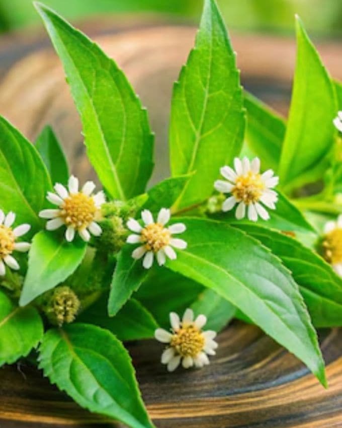 <strong>ભૃંગરાજના ફાયદા :</strong> 'ઔષધિઓના રાજા' તરીકે ઓળખાતું, ભૃંગરાજ વાળના વિકાસને ઉત્તેજીત કરે છે અને અકાળે સફેદ થતા અટકાવે છે. તે પોષક તત્વોથી ભરપૂર છે જે વાળના ફોલિકલ્સને પોષણ આપે છે અને ખોપરી ઉપરની ચામડીમાં રક્ત પરિભ્રમણને સુધારે છે.