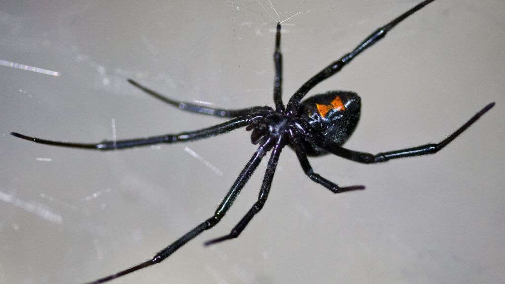 Black Widow Spider