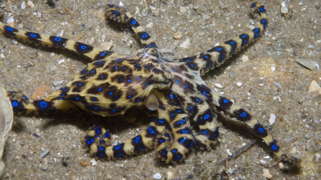 Blue Lined Octopus