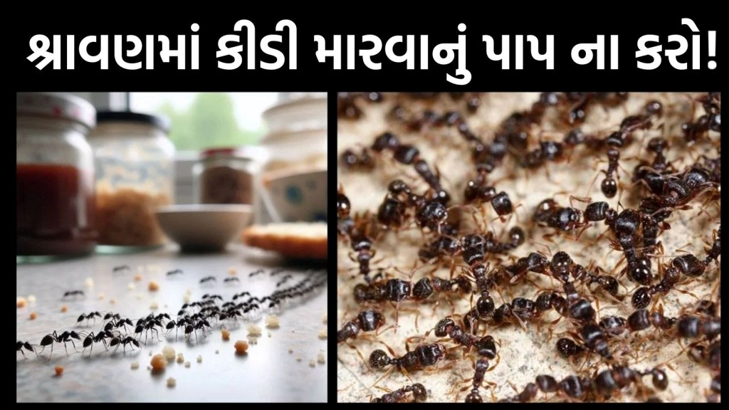 શ્રાવણ મહિનામાં કીડીઓને મારશો નહીં, આ ઘરેલું ઉપાયથી કિચન કે ઘરમાંથી દૂર કરો