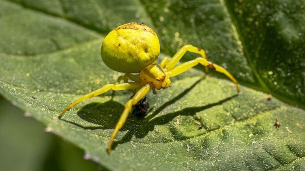 Crab Spiders