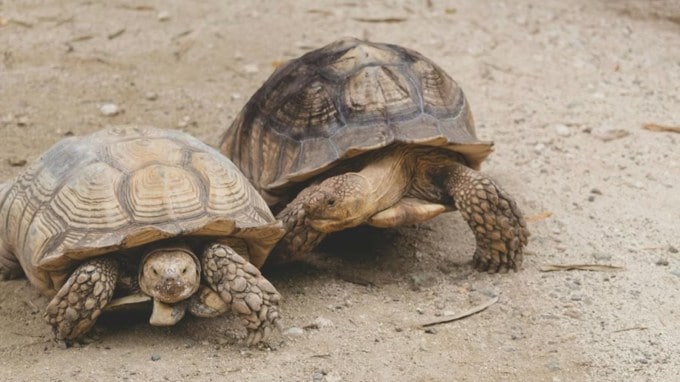 <strong>રણ કાચબો (Desert Tortoises):</strong> રણ કાચબો એક વર્ષ સુધી પાણી વિના જીવી શકે છે. તેઓ તેમના શરીરમાં પાણીનો સંગ્રહ કરી શકે છે અને પાણીની ખોટ ઘટાડવા માટે તેમની હિલચાલને મર્યાદિત કરી શકે છે. (Photo Source: Pexels)