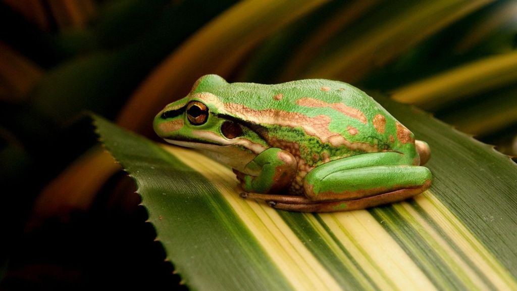 Green And Golden Bell Frog