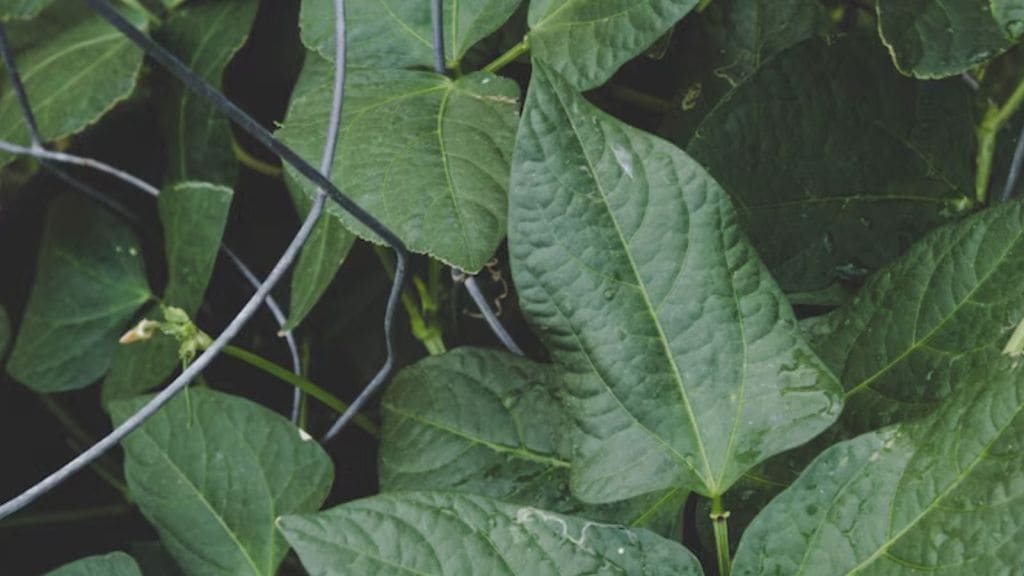 Giloy Leaves Benefits | ખાલી પેટ 2-3 આ લીલાછમ પાન ચાવો, શરીર રહેશે નિરોગી! Giloy Leaves Benefits | ખાલી પેટ 2-3 આ લીલાછમ પાન ચાવો, શરીર રહેશે નિરોગી!