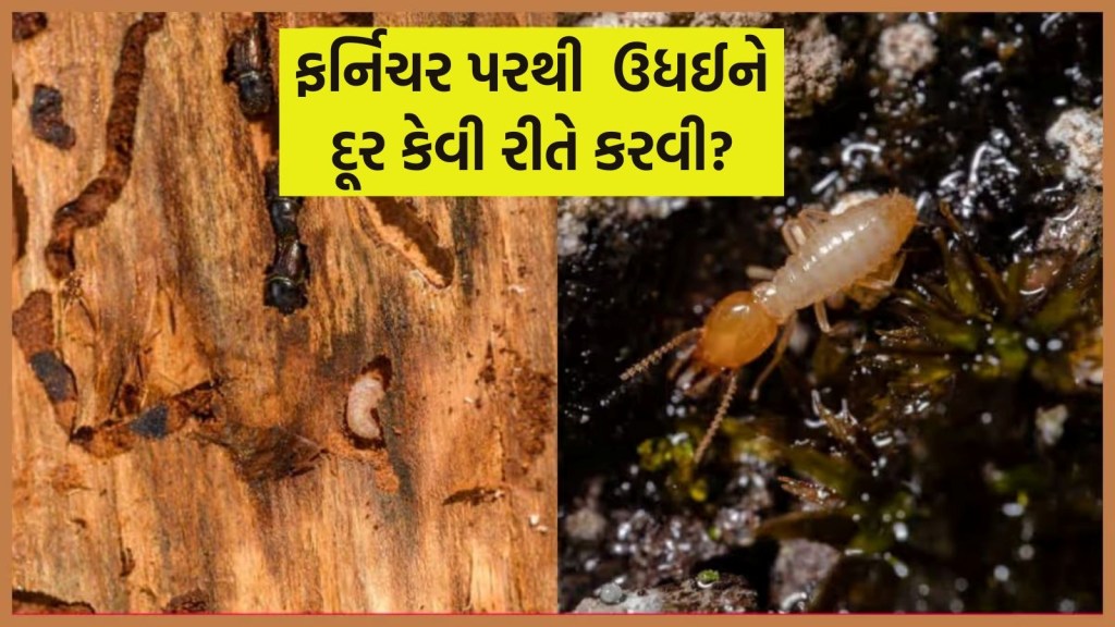 વરસાદમાં ફર્નિચર પર લાગી ગઇ છે ઉધઈ? આ 7 અસરદાર ઉપાયથી તાત્કાલિક મળશે છૂટકારો