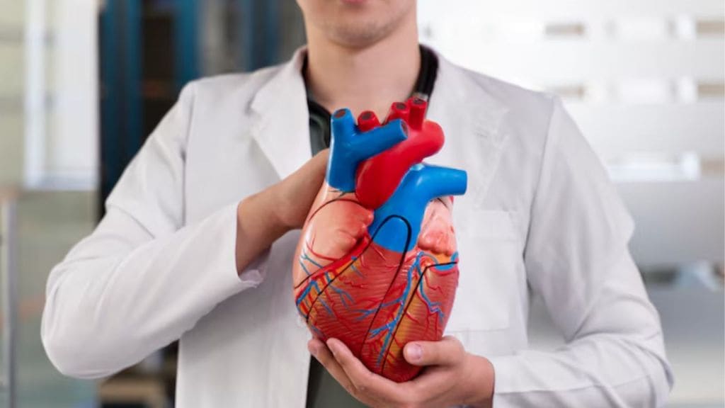 Importance Of Heart In Body | હૃદય: શરીરનું સૌથી મહત્વપૂર્ણ ! તેનું વજનથી લઈને સંભાળ સુધી જાણો બધુજ