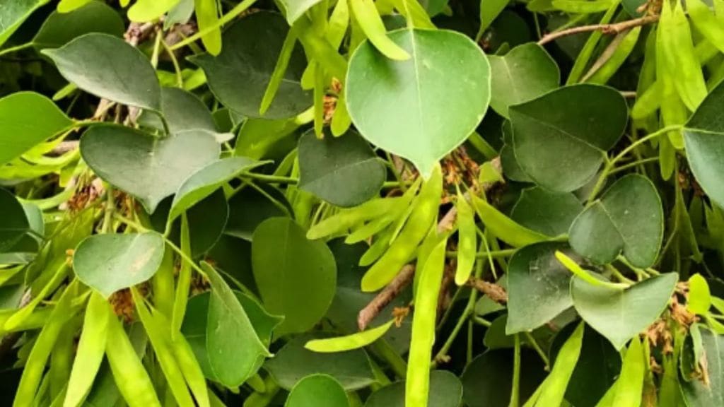 Health Benefits of Sheesham Leaves | શ્રાવણ મહિના આ ચાર પાન સવારે ખાલી પેટ ખાઈ લો, પેટને થશે ફાયદા