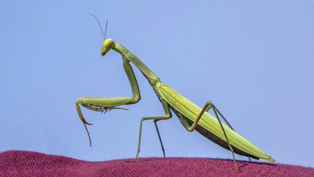 Praying Mantis