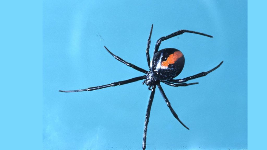 Redback Spider