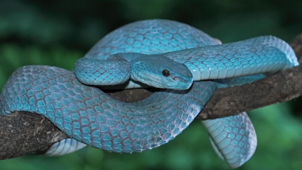 ખતરનાક સાપ જે સંબંધ બાંધ્યા બાદ પાર્ટનરને ખાઇ જાય છે, જાણો આવા જ 8 ખતરનાક જીવો વિશે ખતરનાક સાપ જે સંબંધ બાંધ્યા બાદ પાર્ટનરને ખાઇ જાય છે, જાણો આવા જ 8 ખતરનાક જીવો વિશે