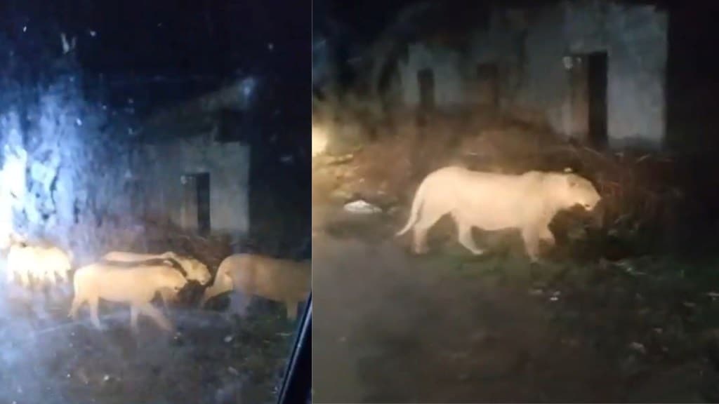 VIDEO: અમરેલીમાં જોવા મળ્યો જોરદાર નજારો, એકસાથે 11 સિંહોનું ટોળું રસ્તા પર લટાર મારવા નીકળ્યું