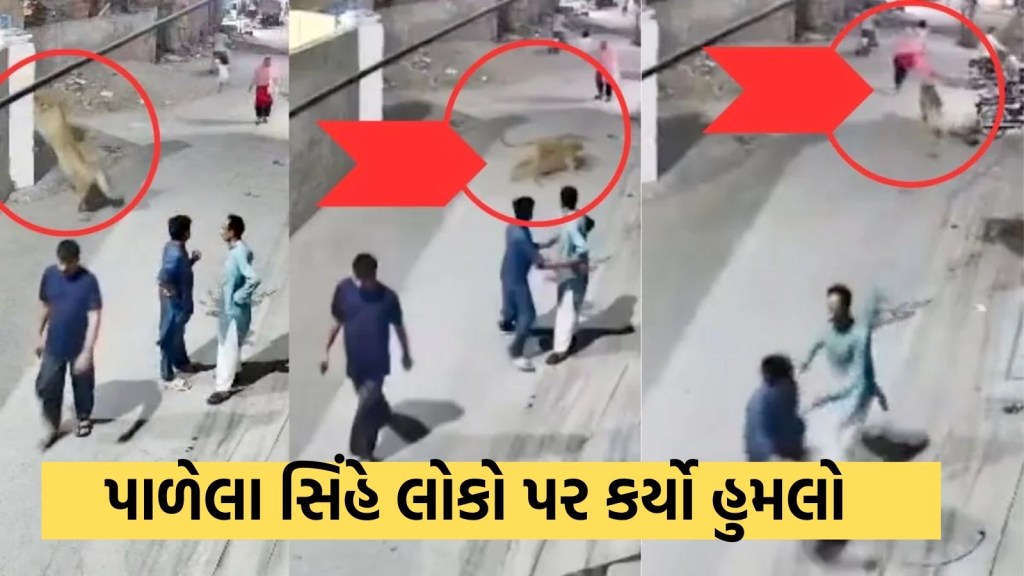 ફાર્મહાઉસની દિવાલ કુદીને ભાગ્યો પાળેલો સિંહ, મહિલા અને બાળકો પર કર્યો હુમલો, જુઓ VIRAL VIDEO