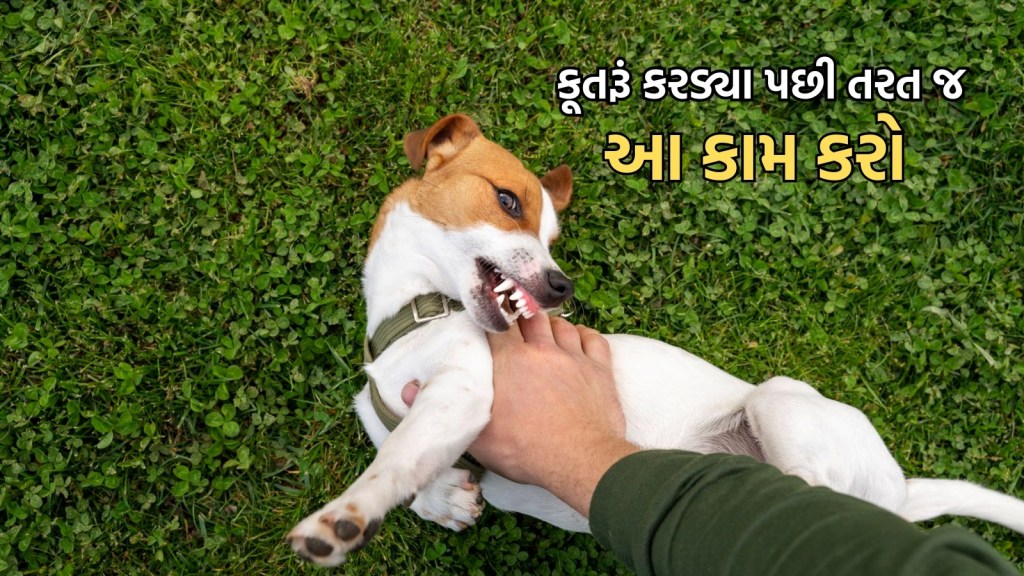 હડકવા અંગે WHO ની માર્ગદર્શિકા, કૂતરૂં કરડ્યા પછી તરત જ આ કામ કરો; ચેપ લાગશે નહીં