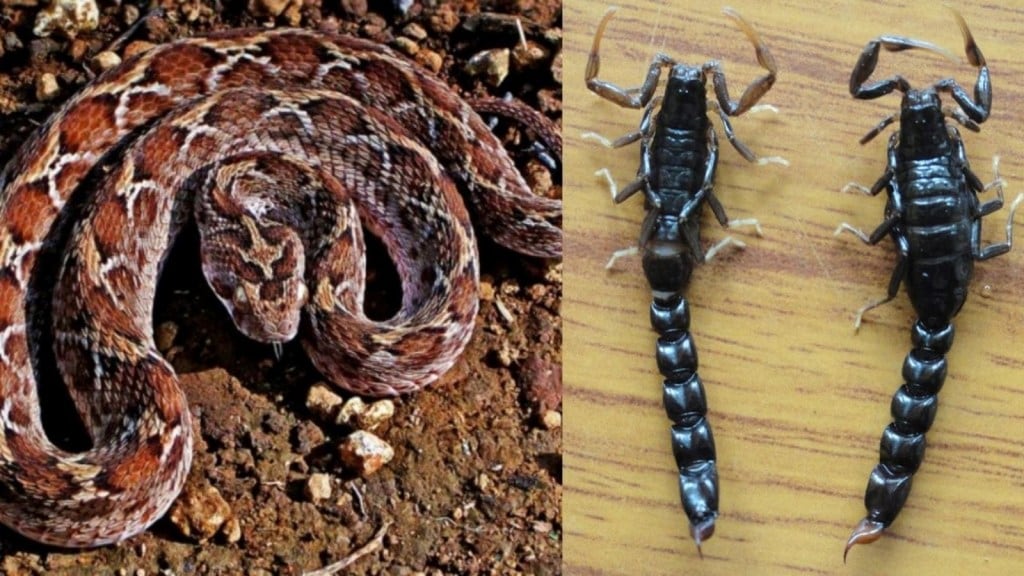 First Aid for Snake Bite: ચોમાસામાં સાપ અને વીંછીથી સચેત રહેવું, કરડે તો તાત્કાલિક કરો આ કામ