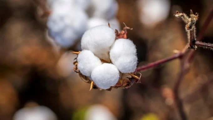 <strong>કપાસની ખેતી (Cotton Cultivation)</strong><br>કપાસની ખેતી સૌપ્રથમ ભારતમાં લગભગ 7000 વર્ષ પહેલાં શરૂ થઈ હતી. પ્રાચીન ભારતમાં કપાસમાંથી બનેલા કપડાં તૈયાર કરવામાં આવતા હતા અને તેથી જ ભારતને કાપડ ઉત્પાદનની માતા પણ કહેવામાં આવે છે. (Photo Source: Pexels)